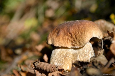 Penny bun (Boletus edulis) Mushrooms