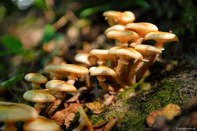 Armillaria mellea - cogumelo comestvel