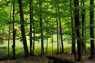 Lago na floresta, a natureza