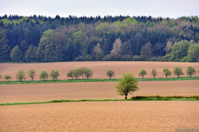 Fields, Moravia, Czech Republic