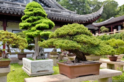 Chinese tuin, bonsai bomen