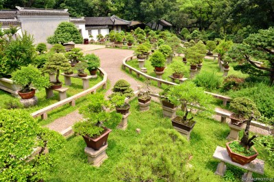 Bonsai in giardino