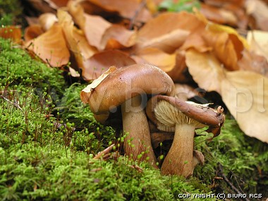 Mushrooms in forest 