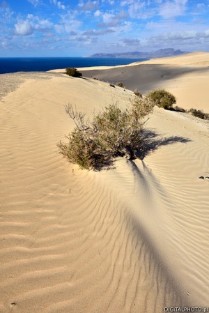 Foto naturalistiche - Fuerteventura