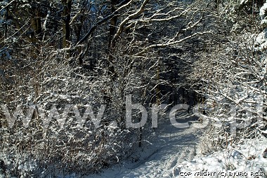 Fotografia da natureza - inverno