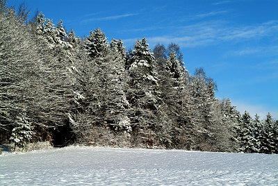 Landskap: Skog i Vinter
