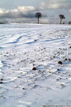 Vinter natur billeder