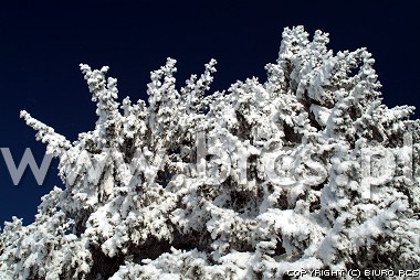 Inverno - gelo bianco sugli alberi