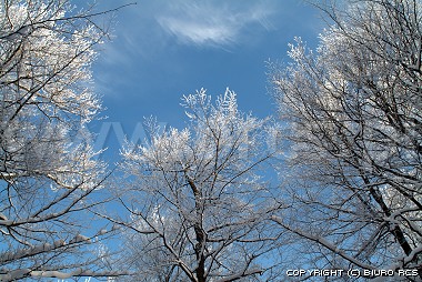 Fotografa de la naturaleza - bosque - invierno