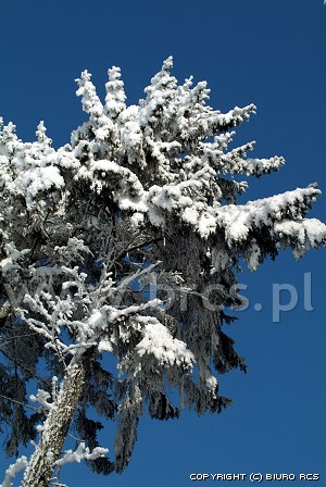 Neve sugli alberi