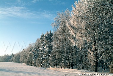 L'inverno modifica il terreno - foresta - gli alberi