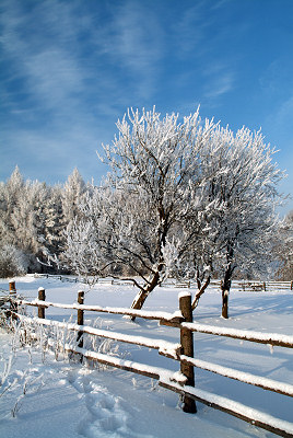 Zima - szron na drzewach