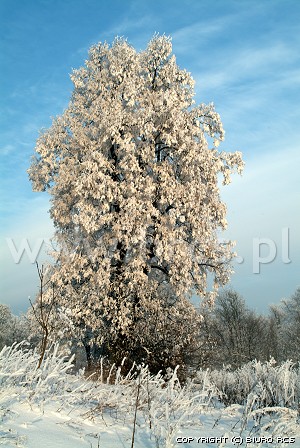 Immagine dell'albero. Inverno