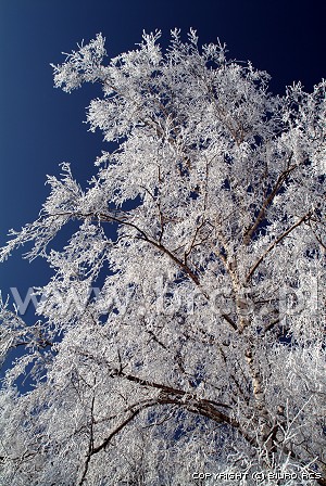 Gelo bianco sugli alberi