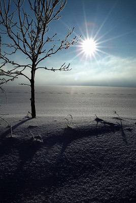 Paesaggio invernale, albero