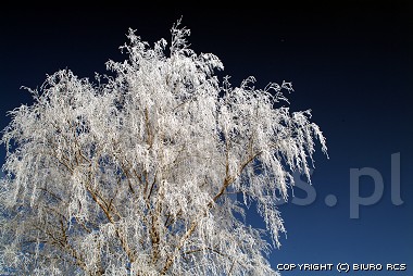 Inverno - hoarfrost sugli alberi