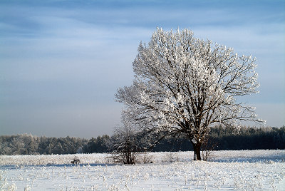 Immagine dell'albero di inverno