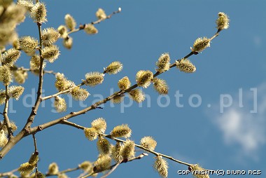 Spring image, young leaves