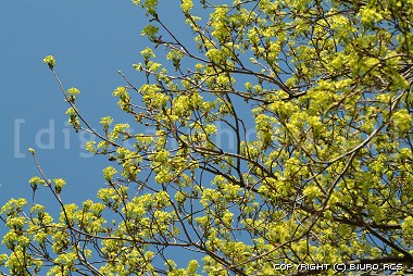 Primavera - alberi