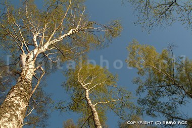 Birch-trees - Spring landscapes