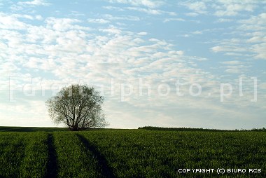 Krzew na polu