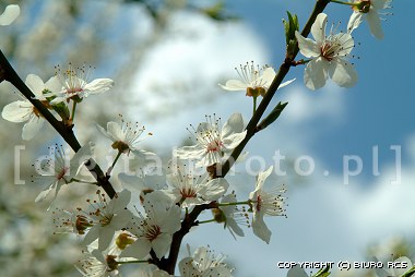 Primavera - flores nas rvores