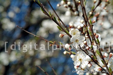 Vårfoto, blomst foto, Blomstre trær