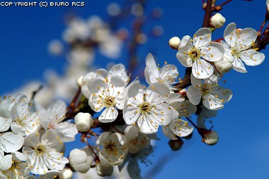 Arbre dans les folwers - printemps - arbres de floraison - fleurs