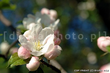 Apple trd - blommor