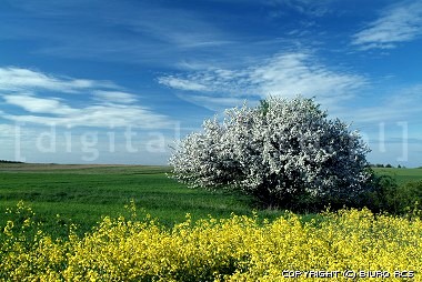 Immagini della primavera. Albero in fiore