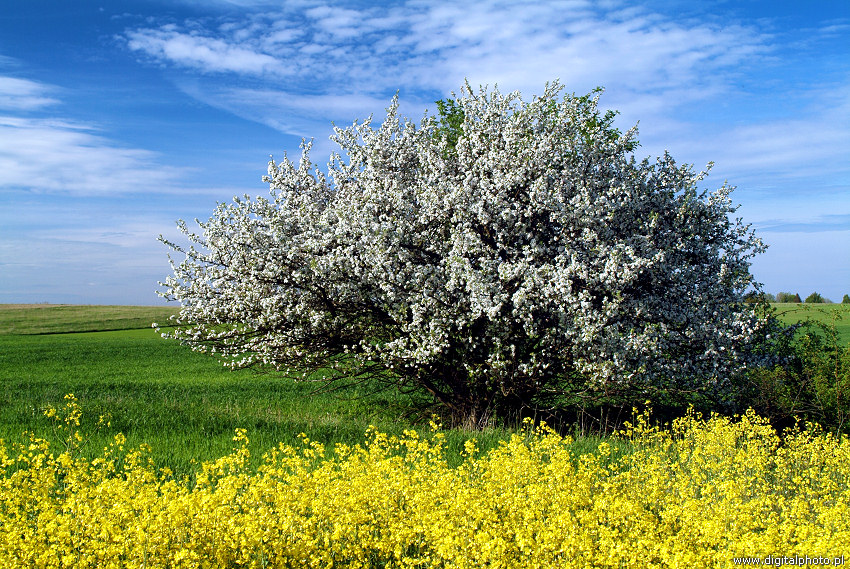 Wiosna - Kwitnce drzewo - Rzepak