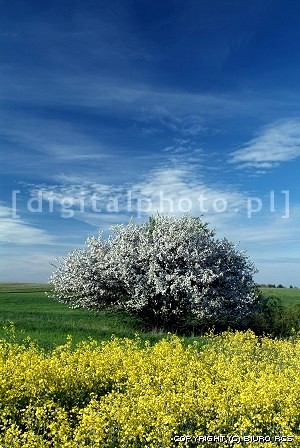 Photos de printemps - arbres de floraison