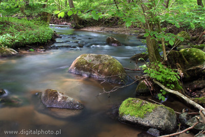 Rzeka pynca przez las
