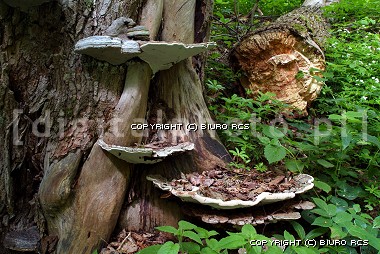 Mushrooms på treet