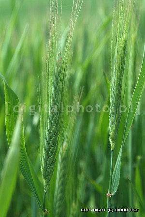 Billeder i wheat
