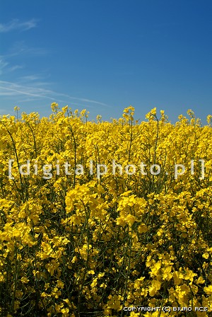 Flores do Rapeseed