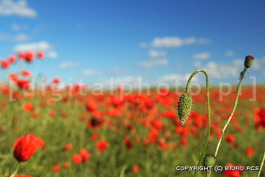 Wildflowers. Poppies picture