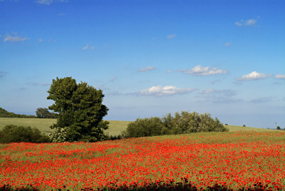 The poppies pictures